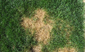 What Causes Brown Spots in My Lawn? | Rainbow Lawncare