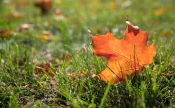 Fall Lawn Care Services