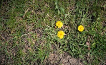 Dandelion Weed control